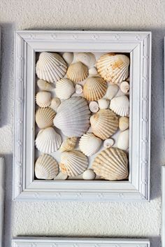 framed seashells are displayed on the wall