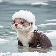 an otter wearing a white hat in the water with snow on it's head