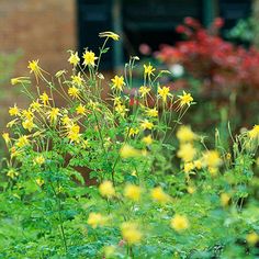 some yellow flowers are growing in the grass