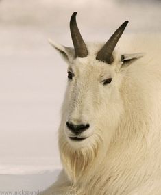 a white goat with long horns laying in the snow