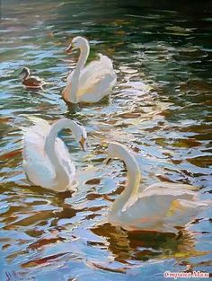 three white swans swimming in the water