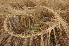 close up view of wheat stalks in the field