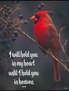 Cardinal Sayings, Birds Meaning, Clan Buchanan, Miss You Mom Quotes, Heaven Poems, Dad In Heaven