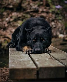 a large black dog laying on top of a wooden bench