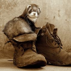 a small ferret sitting on top of a pair of shoes next to a wall