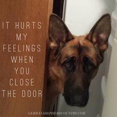 Shepard Dog, German Shepherd Funny, Funny German Shepherd, German Shepards, Funny Dog Memes, Dogs Funny, Shepherd Dogs, Shepherd Puppies, German Shepherd Puppies