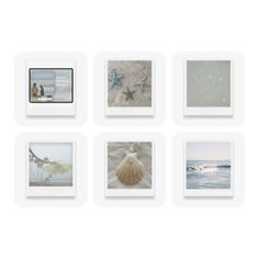 several different pictures are arranged on a white background, including shells and seashells