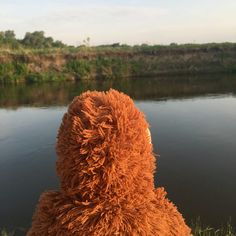 a brown teddy bear sitting on top of a grass covered field next to a body of water