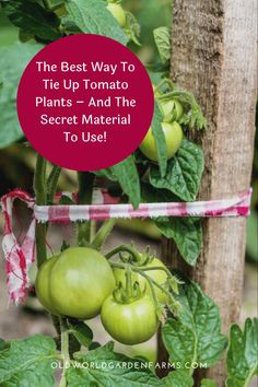 the best way to tie up tomato plants and the secret material to use