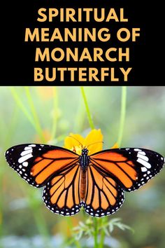 a monarch butterfly sitting on top of a yellow flower with the words, spirital meaning of monarch butterfly