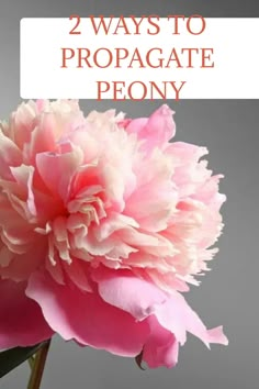 a pink flower with the words 2 ways to propagate peony