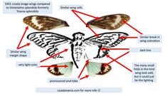 the diagram shows different types of moths