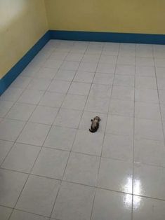 a small dog laying on the floor in a room with tile floors and blue trim