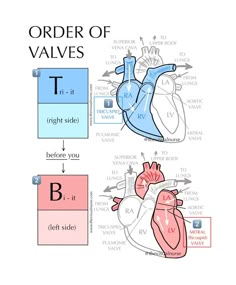 an image of the heart and its corresponding organ structures, including the letters t and v