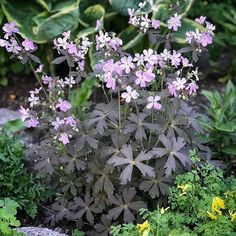 some purple flowers are growing out of the ground in front of green plants and rocks