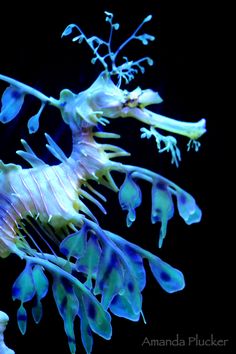 the sea horse is blue and white with green tips on it's back legs