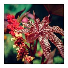 red and yellow flowers with green leaves in the background