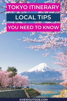 cherry blossom trees with the words tokyo itinerary local tips you need to know