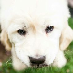 a close up of a white dog on some grass