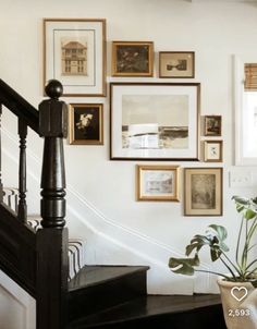 a staircase with pictures on the wall and a potted plant in front of it