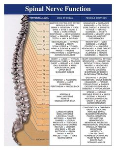 This Digital Prints item by Sanichkin has 45 favorites from Etsy shoppers. Ships from United States. Listed on May 8, 2023 Chiropractic Benefits, Nerve Anatomy, Benefits Of Chiropractic Care, Sistem Saraf, Startup Tips, Spinal Nerve, Spine Health, Medical Anatomy, Spinal Cord