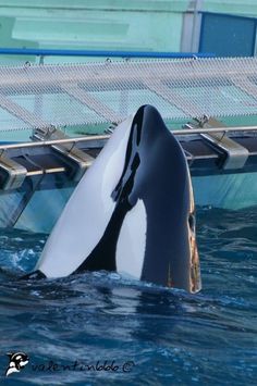 an orca whale is swimming in the water