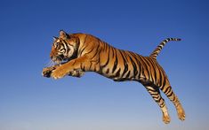 a large tiger jumping in the air