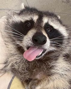 a raccoon with its tongue hanging out