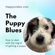 the puppy blues how to deal with the request of getting a puppy