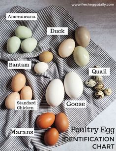 eggs and quails on a towel with the words poultry identification chart written below