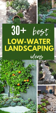 the best low water landscaping ideas