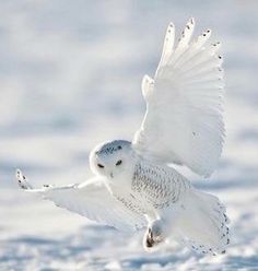 an owl is flying through the air in the snow