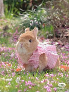 a brown and white rabbit wearing a pink dress sitting in the grass next to flowers