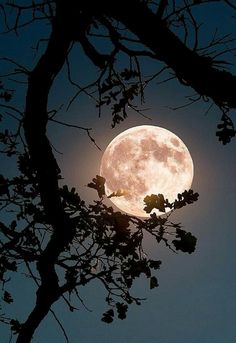 the full moon is seen through some branches