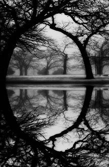 black and white photograph of trees reflected in water