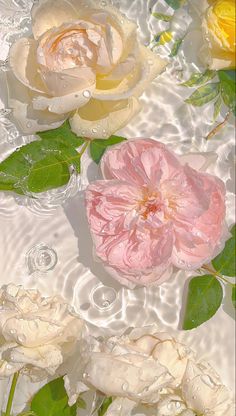 three pink and yellow roses floating in water with green leaves on the bottom, surrounded by drops of water