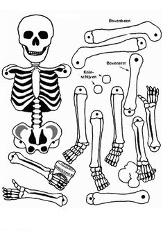 the skeleton and other bones are shown in black and white, as well as an image of