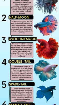 types of Betta fishes Mermaid Betta Fish, Betta Fish Mermaid Tail, Betta Fish Mermaid, Betta Aquascape, Betta Fish Tattoo, Types Of Betta Fish, Mermaid Oc, Aquascaping Ideas, Fish Tails