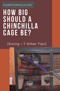 an animal cage with the words how big should a chinchilla cage be?