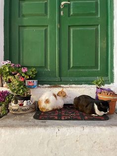 two cats sitting on a rug in front of a green door with potted plants