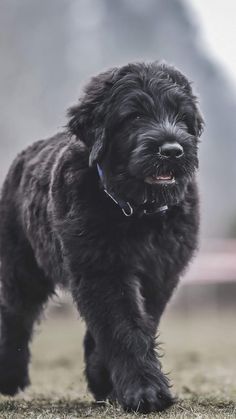 a small black dog standing on top of a grass covered field