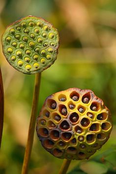 two flowers with holes in the middle of them on a sunny day, one is green and the other is yellow