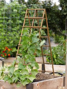 a trellis with plants growing in it and the words a - frame structures in the vegetable garden