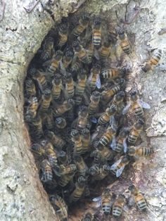 a bunch of bees that are in the middle of a tree trunk with their heads together