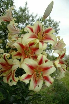 a bunch of flowers that are in the grass