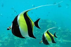 two black and yellow fish swimming in the ocean