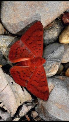 a red butterfly sitting on top of some rocks