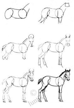 several different types of horses drawn in pencil