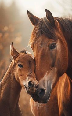 two brown horses standing next to each other