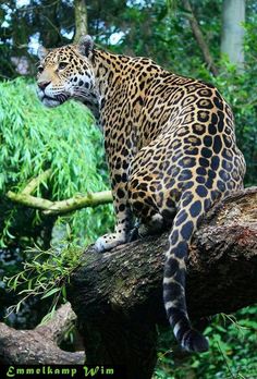 a large leopard sitting on top of a tree branch